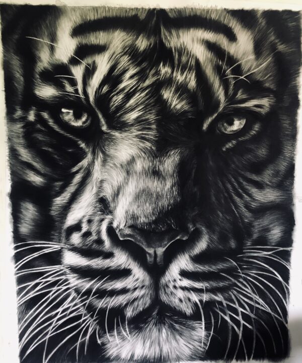 dessin animalier de tigre "King" au fusain par l'artiste peintre animaliere chris rossi art