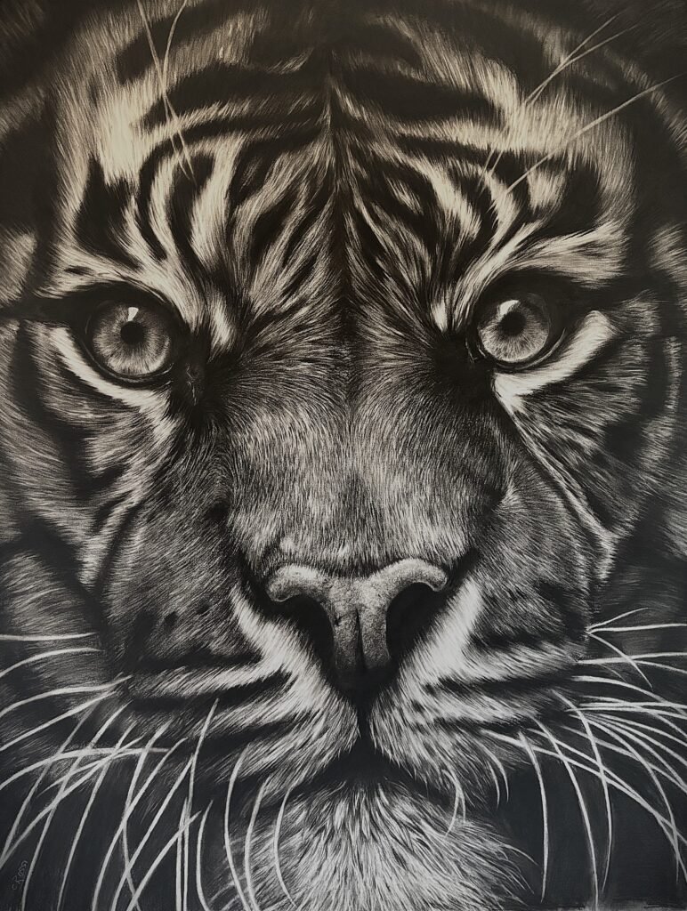 dessin animalier de tigre "L'Affût" au fusain par l'artiste peintre animaliere chris rossi art