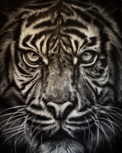 dessin animalier de tigre "waghoba" au fusain par l'artiste peintre animaliere chris rossi art