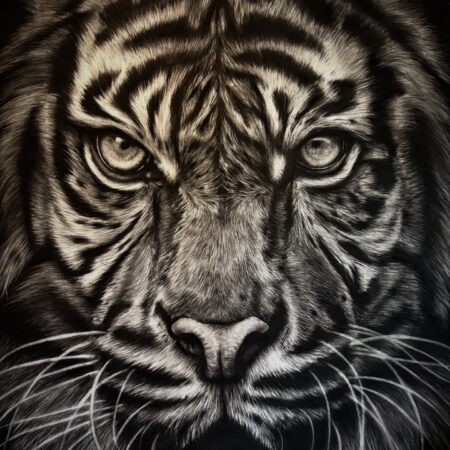 dessin animalier de tigre "waghoba" au fusain par l'artiste peintre animaliere chris rossi art