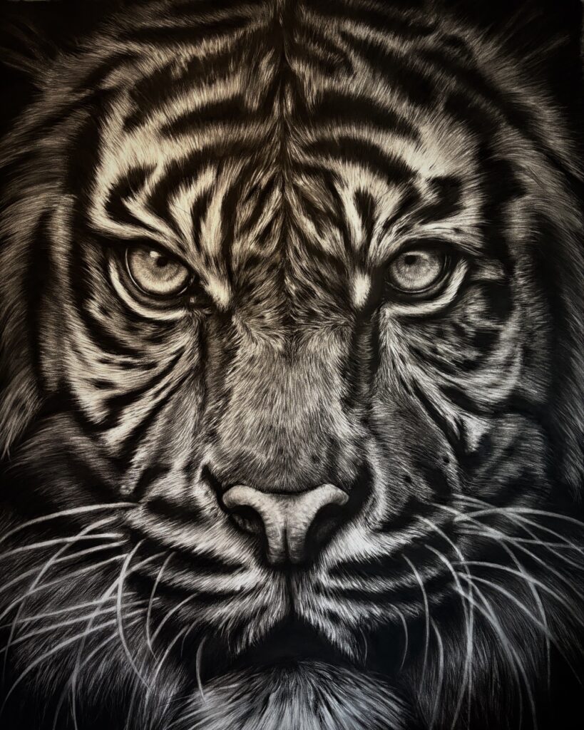 dessin animalier de tigre "waghoba" au fusain par l'artiste peintre animaliere chris rossi art