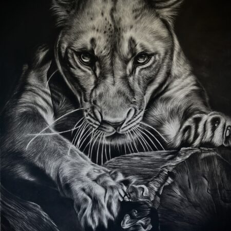 dessin animalier de lionne "l'empriise" au fusain par l'artiste peintre animaliere chris rossi art