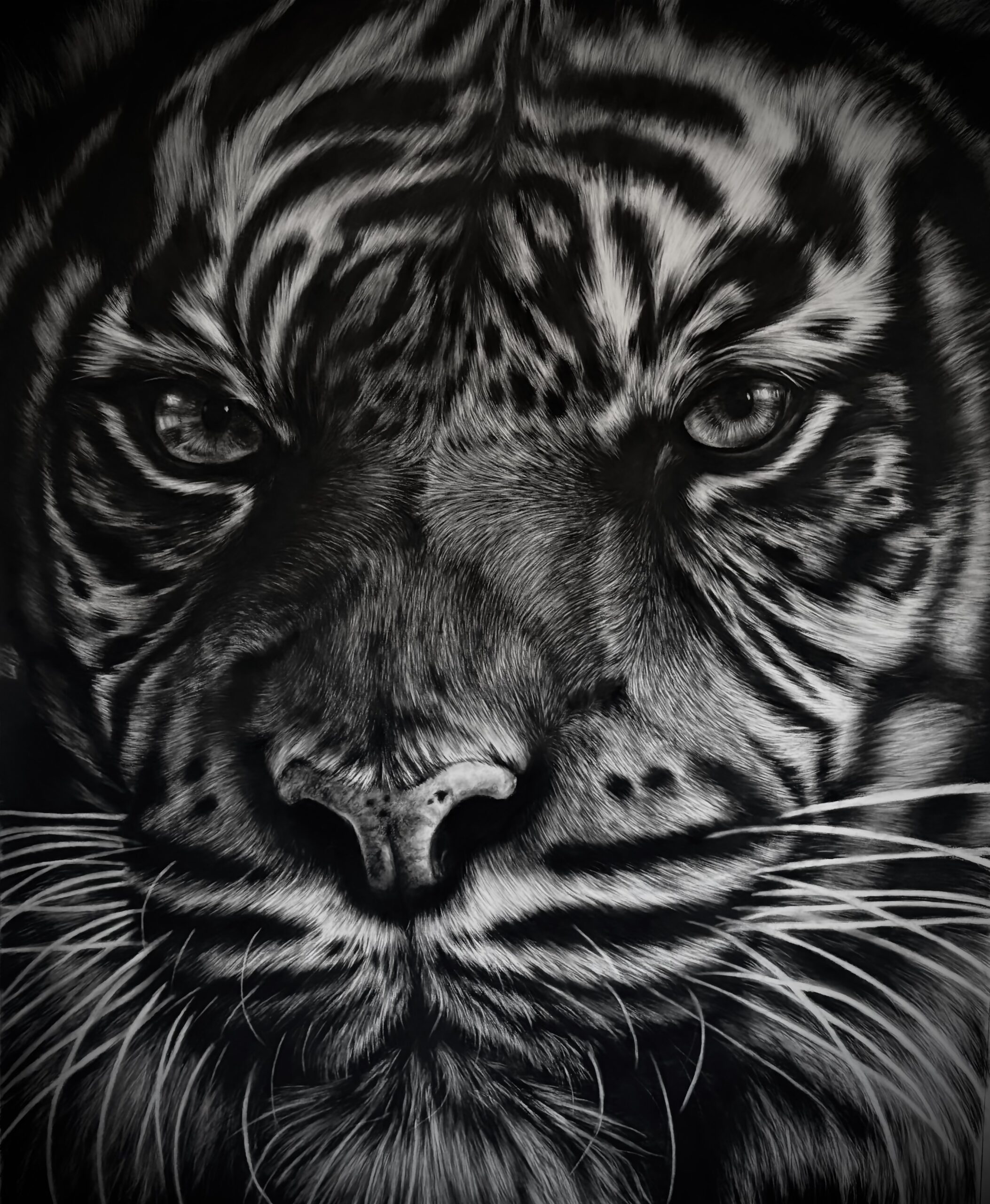 Présence oeuvre au fusain de tigre fusain hyperréalisme