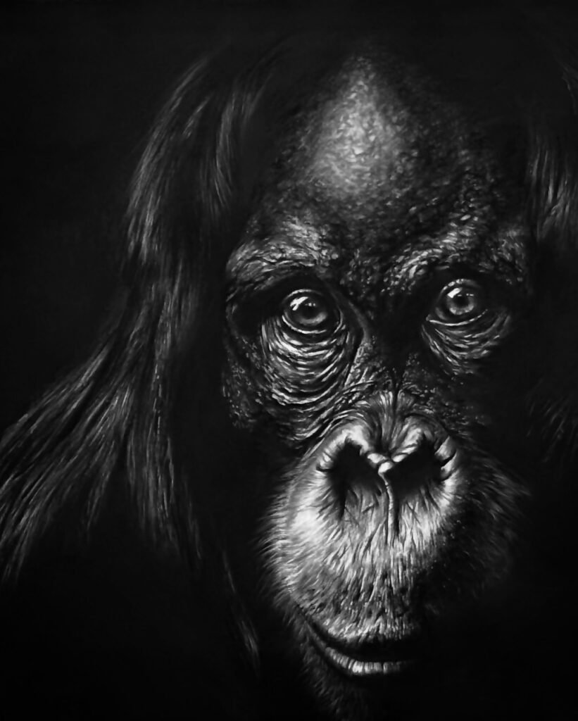 ce qui observe dessin au fusain hyperréalisme orang-outan vue d'atelier