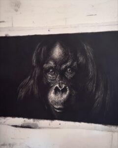 ce qui observe dessin au fusain hyperréalisme orang-outan vue d'atelier