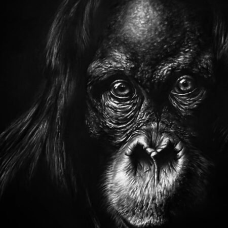 ce qui observe dessin au fusain hyperréalisme orang-outan vue d'atelier