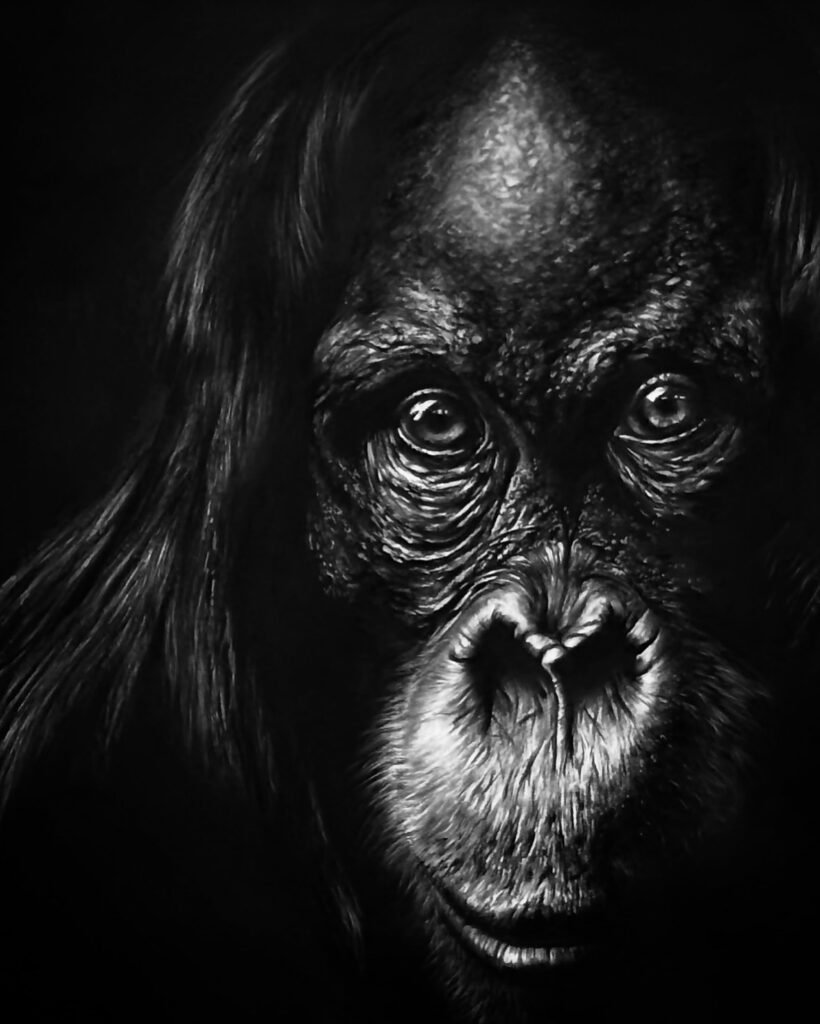 ce qui observe dessin au fusain hyperréalisme orang-outan vue d'atelier