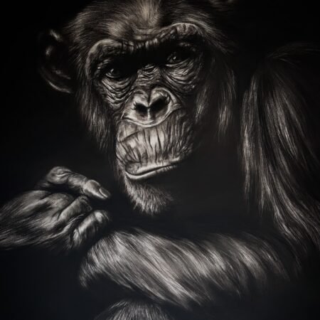 ce qui questionne dessin au fusain hyperréalisme chimpanzé vue d'atelier